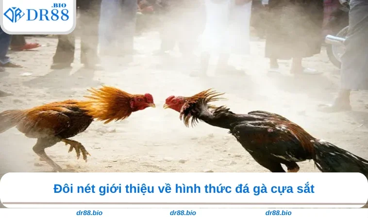 Đá Gà Cựa Sắt DR88 - Bí Quyết Bắt Kèo 99% Chiến Thắng 1 Đôi nét giới thiệu về hình thức đá gà cựa sắt
