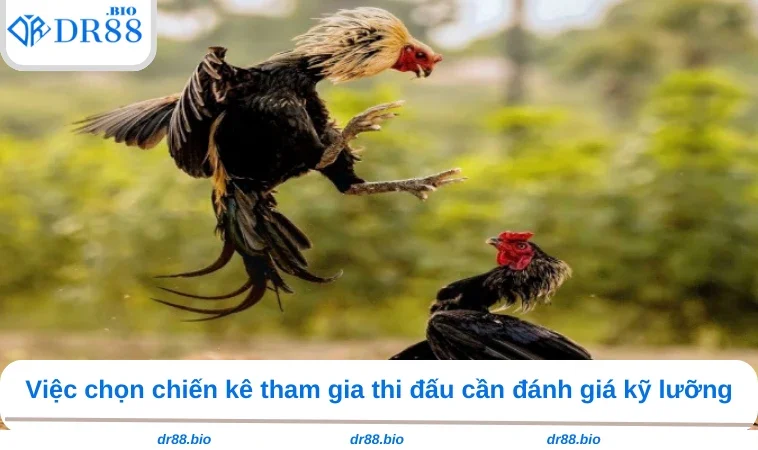 Đá Gà Cựa Sắt DR88 - Bí Quyết Bắt Kèo 99% Chiến Thắng 2 Việc chọn chiến kê tham gia thi đấu cần đánh giá kỹ lưỡng