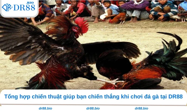 Đá Gà Cựa Sắt DR88 - Bí Quyết Bắt Kèo 99% Chiến Thắng 3 Tổng hợp chiến thuật giúp bạn chiến thắng khi chơi đá gà tại DR88