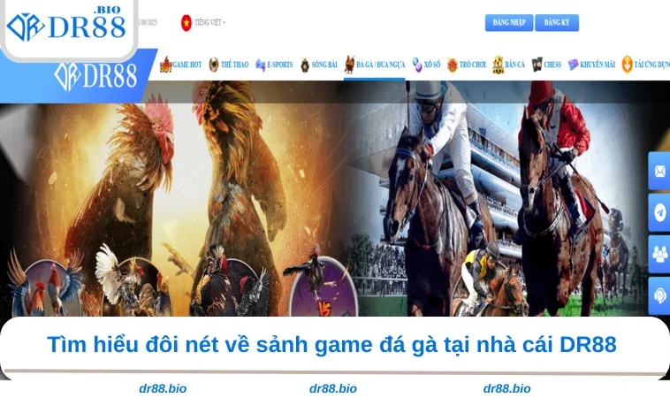 Đá Gà DR88 1 Tìm hiểu đôi nét về sảnh game đá gà tại nhà cái DR88
