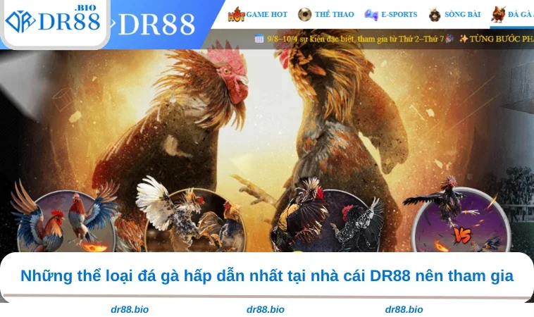 Đá Gà DR88 3 Những thể loại đá gà hấp dẫn nhất tại nhà cái DR88 nên tham gia